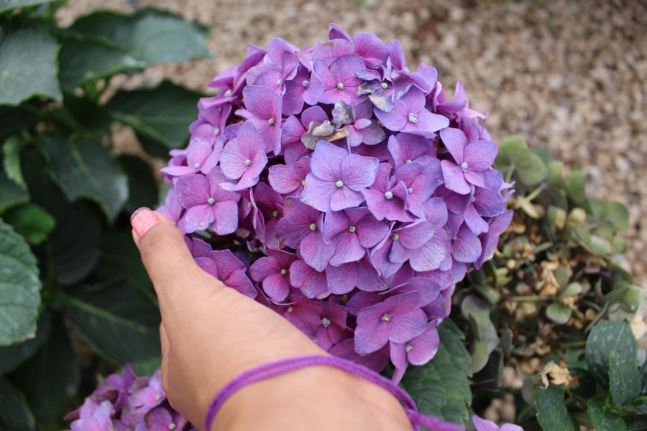 As hortênsias não apenas embelezam o ambiente, mas também podem servir como um indicador visual do pH do solo. Em solos ácidos, as flores tendem a ser azuis, enquanto em solos alcalinos, assumem tons de rosa.